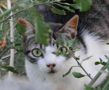 Peque Bild von Peque