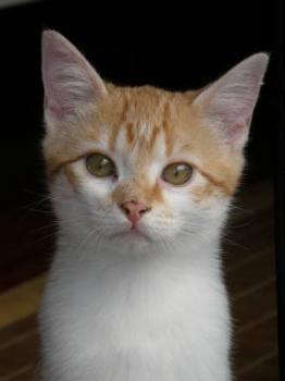 Sugar Bild von Sugar