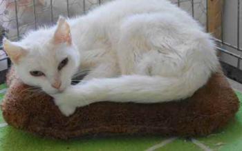 Bild von Blanqui