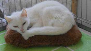 Bild von Blanqui