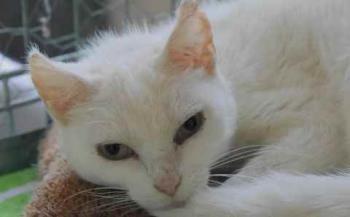 Bild von Blanqui