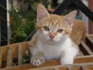 Sugar Bild von Sugar