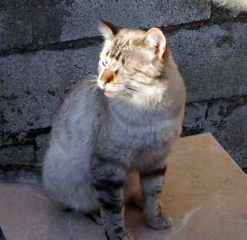 Pirata Bild von Pirata