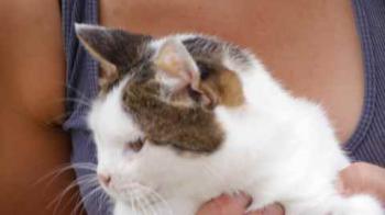 Daisy Bild von Daisy