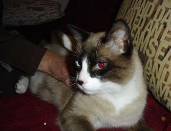 Olin Bild von Olin