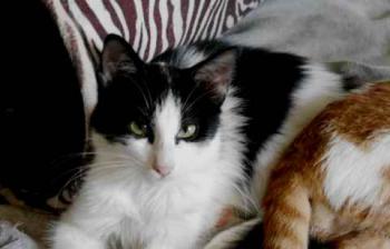 Bild von Chitto