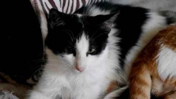 Bild von Chitto