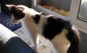 Bild von Chitto