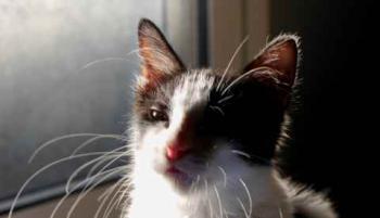Bild von Chitto