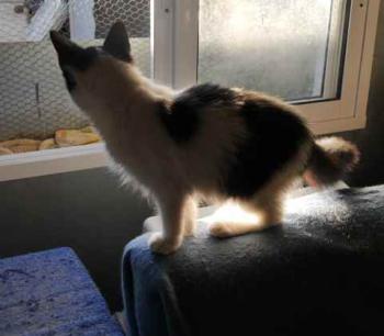 Bild von Chitto