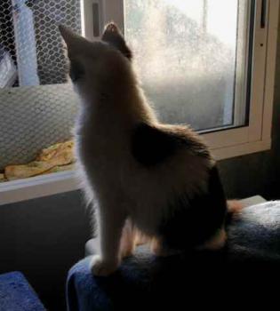 Bild von Chitto