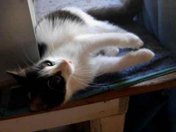 Bild von Chitto