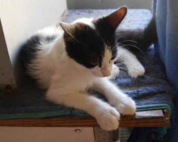 Bild von Chitto