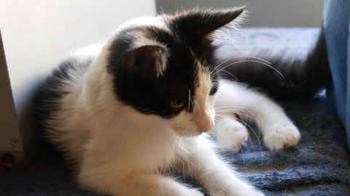 Bild von Chitto