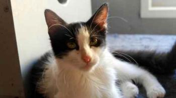 Bild von Chitto