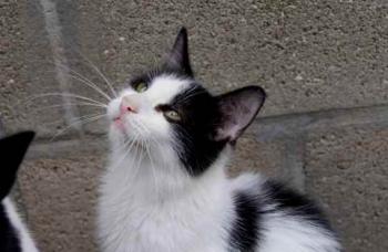 Bild von Chitto