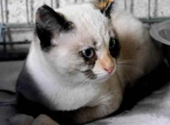 Malee Bild von Malee