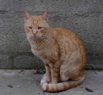 Chimo Bild von Chimo