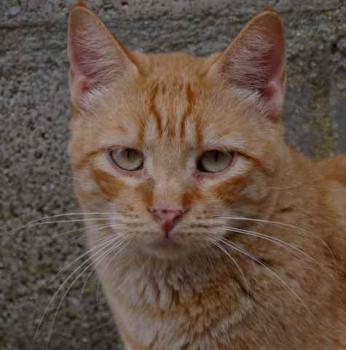Chimo Bild von Chimo