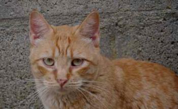Chimo Bild von Chimo