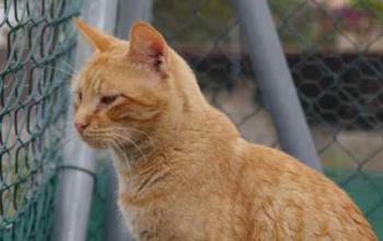 Chimo Bild von Chimo
