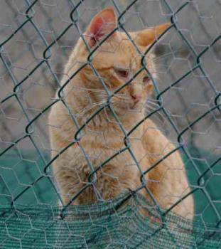 Chimo Bild von Chimo