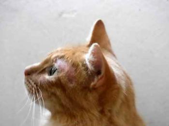 Nanuk Bild von Nanuk