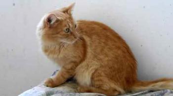 Nanuk Bild von Nanuk