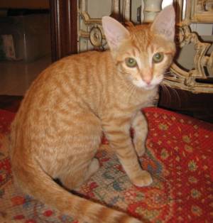 Beba Bild von Beba