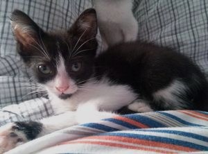 Ezio Bild von Ezio