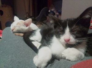 Ezio Bild von Ezio