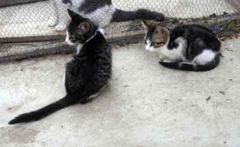 Cherie Bild von Cherie
