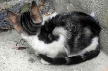 Cherie Bild von Cherie