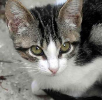 Cherie Bild von Cherie