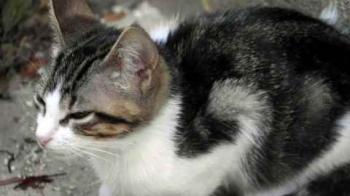 Cherie Bild von Cherie