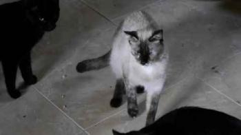 Aisha Bild von Aisha