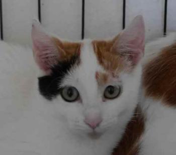 Niusha Bild von Niusha