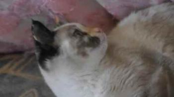 Malee Bild von Malee