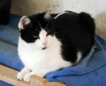 Blacky Bild von Blacky