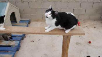 Blacky Bild von Blacky