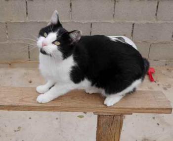 Blacky Bild von Blacky