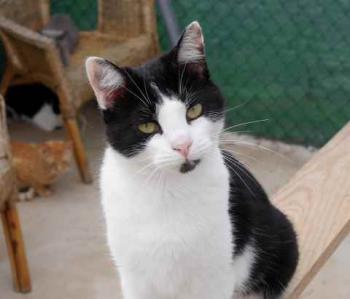 Blacky Bild von Blacky