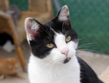 Blacky Bild von Blacky