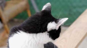 Blacky Bild von Blacky
