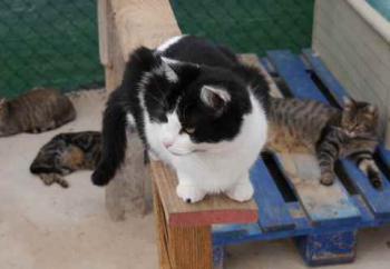 Blacky Bild von Blacky