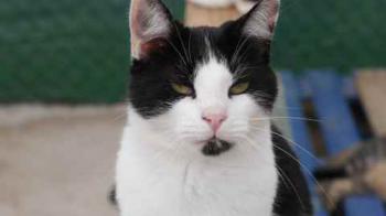 Blacky Bild von Blacky