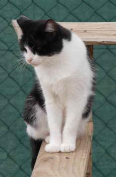 Blacky Bild von Blacky