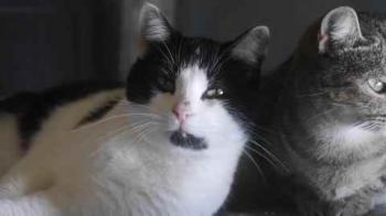 Blacky Bild von Blacky