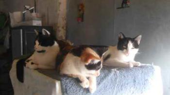 Blacky Bild von Blacky