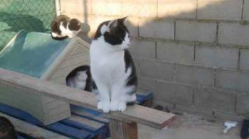 Blacky Bild von Blacky